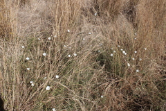 Convolvulus capensis