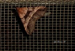 Phalaenophana pyramusalis