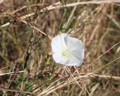 Convolvulus capensis
