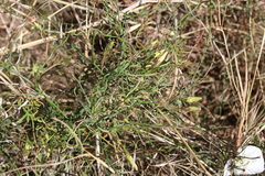 Convolvulus capensis