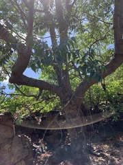 Entandrophragma caudatum