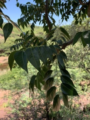Entandrophragma caudatum