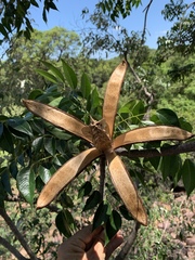 Entandrophragma caudatum