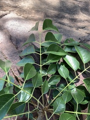 Entandrophragma caudatum
