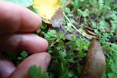 Epilobium pedunculare