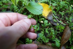 Epilobium pedunculare
