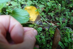 Epilobium pedunculare