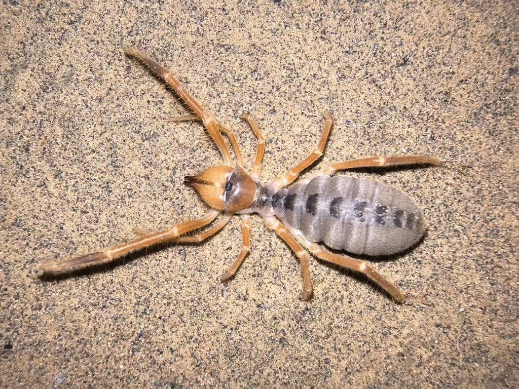 Galeodes kozlovi