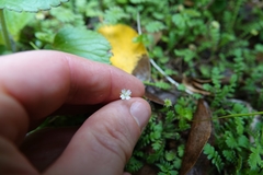 Epilobium pedunculare