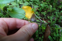 Epilobium pedunculare