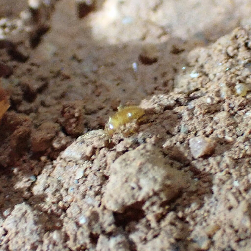 Troglocharinus kiesenwetteri sanllorensi