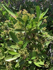 Coptosperma littorale