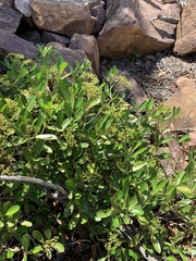 Coptosperma littorale