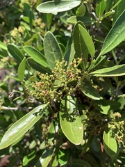 Coptosperma littorale