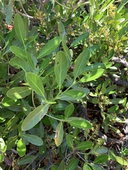Coptosperma littorale