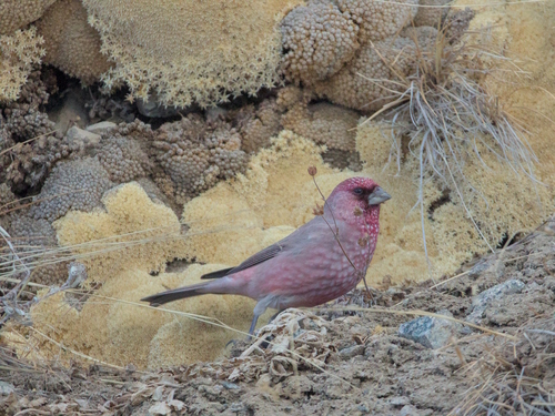 Great Rosefinch, Бостандыкский район, Алматы, Казахстан, photo 8 of 10