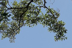 Peraxilla colensoi
