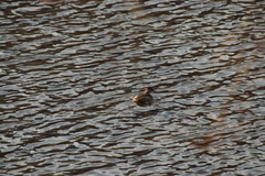 Tachybaptus ruficollis