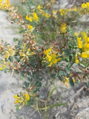 Acmispon dendroideus dendroideus