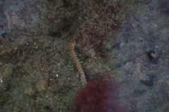 Amphinominae