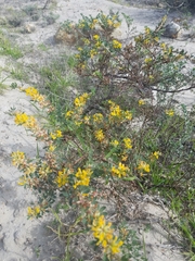 Acmispon dendroideus dendroideus