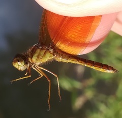 Perithemis tenera