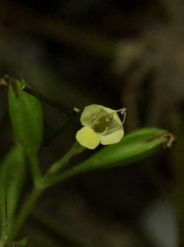 Torenia flava observed 2025-11-09