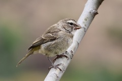 White-Throated Canary photo 1