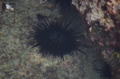 Echinometra vanbrunti