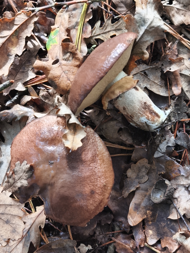 Suillus luteus · November 2025 · photo: © jose_castro (iNaturalist, CC)