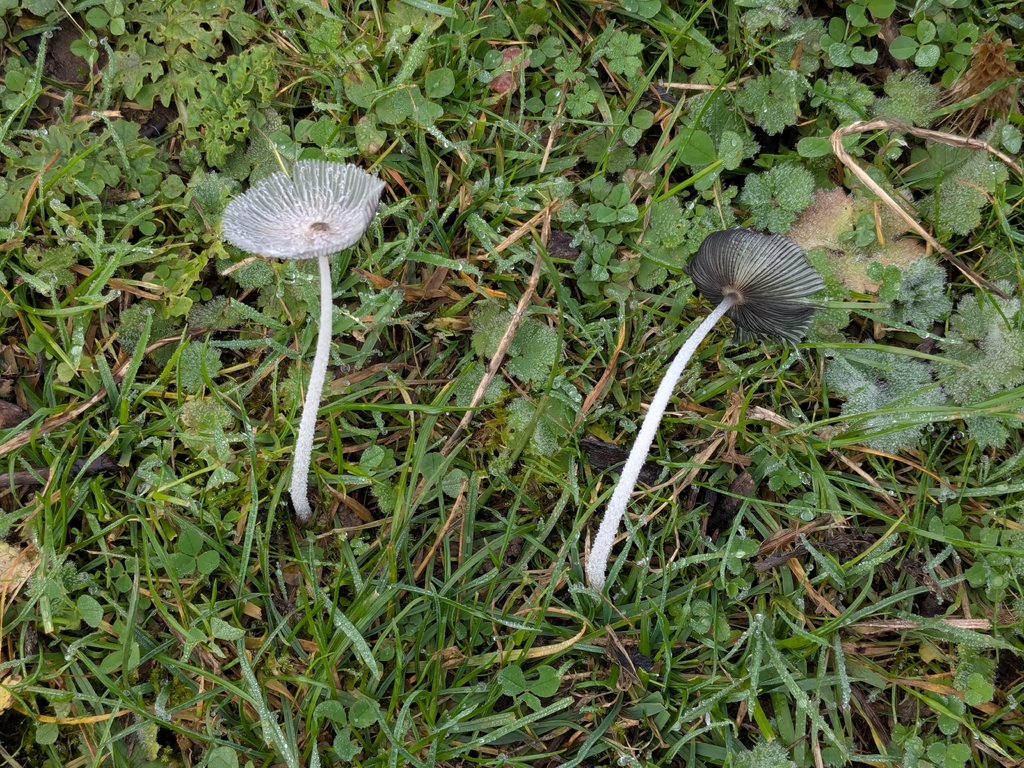 Coprinopsis lagopus · November 2025 · photo: © owentat (iNaturalist, cc-by)