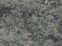 Malacoctenus tetranemus