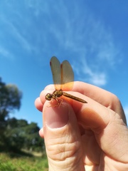 Perithemis tenera