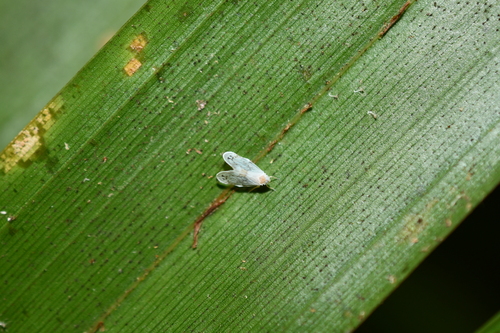 Levu vitiensis observed 2025-11-09