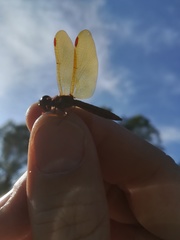 Perithemis tenera