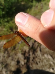 Perithemis tenera