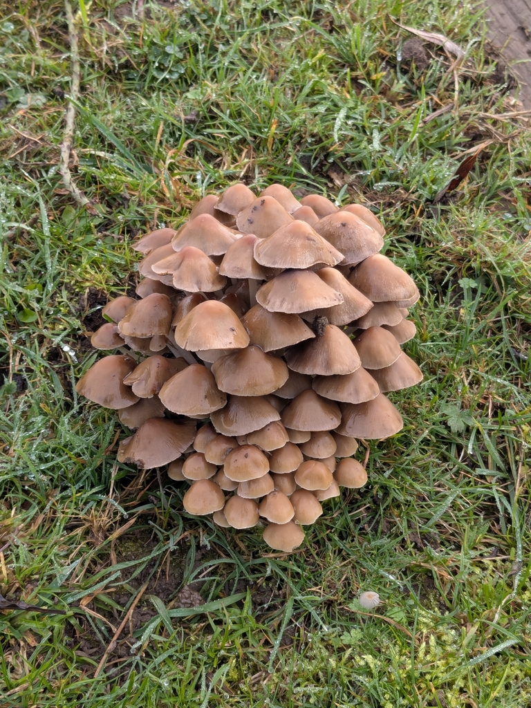 Britzelmayria multipedata · November 2025 · photo: © owentat (iNaturalist, cc-by)