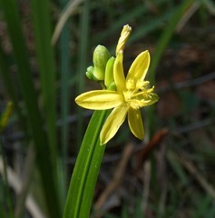 Tricoryne anceps pterocaulon