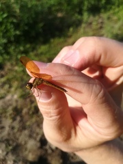 Perithemis tenera