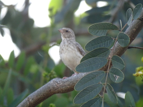 White-rumped Seedeater