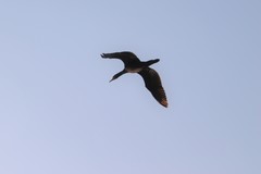 Phalacrocorax carbo