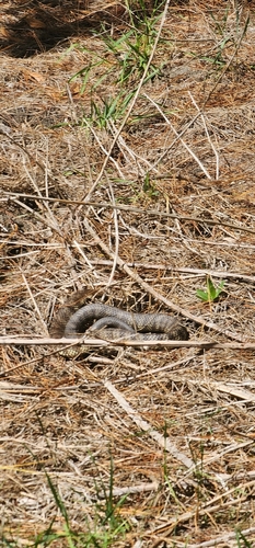 Tiger Snake sighting