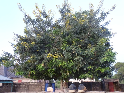 Kassod Tree