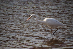 Ardea alba