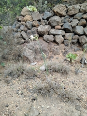 Pancratium canariense, photograph author not stated, no rights reserved