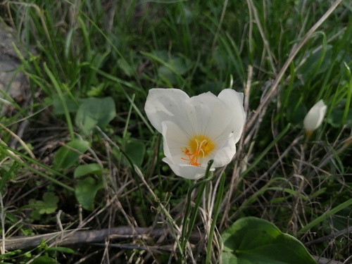 Crocus boryi, photograph 2