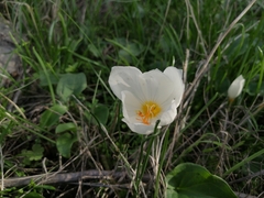 (c) Pantazi Katerina, some rights reserved (CC BY) Crocus boryi, photograph (c) Pantazi Katerina, some rights reserved (CC BY)
