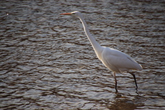 Ardea alba
