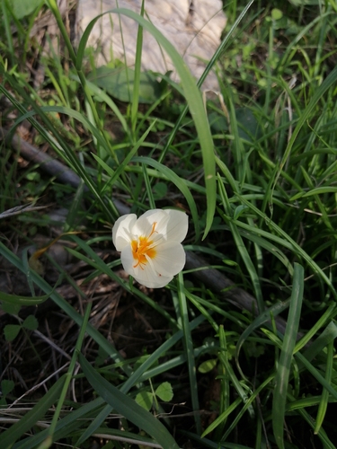Crocus boryi, photograph 3