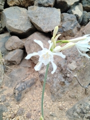 Pancratium canariense, photograph author not stated, no rights reserved